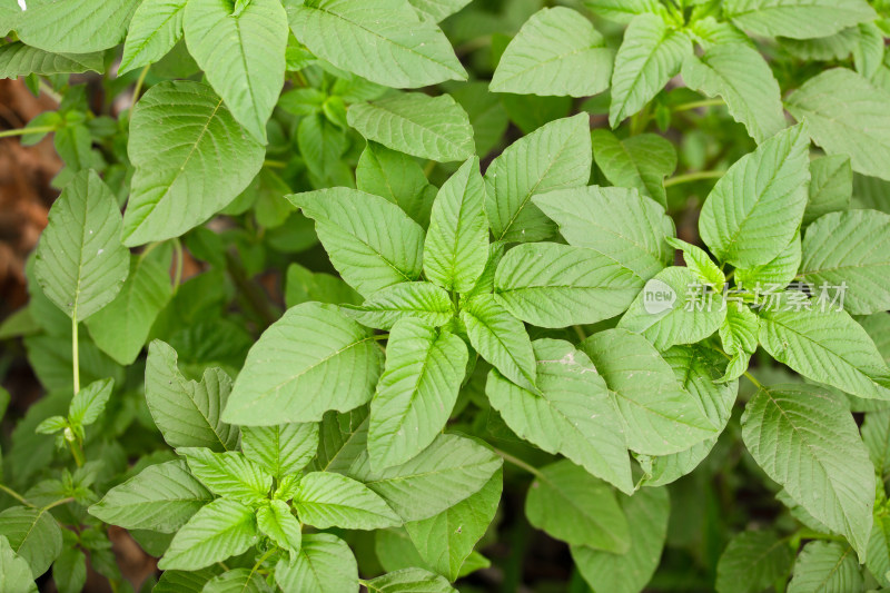 野外生长的野苋菜