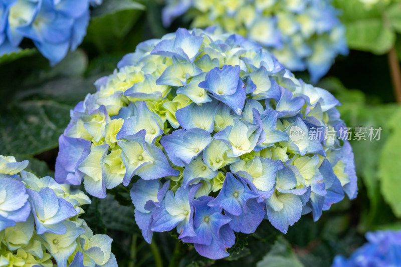 绣球花、花朵