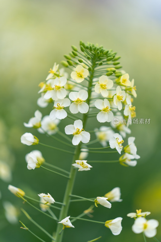 春天成都天府农博园的多彩油菜花