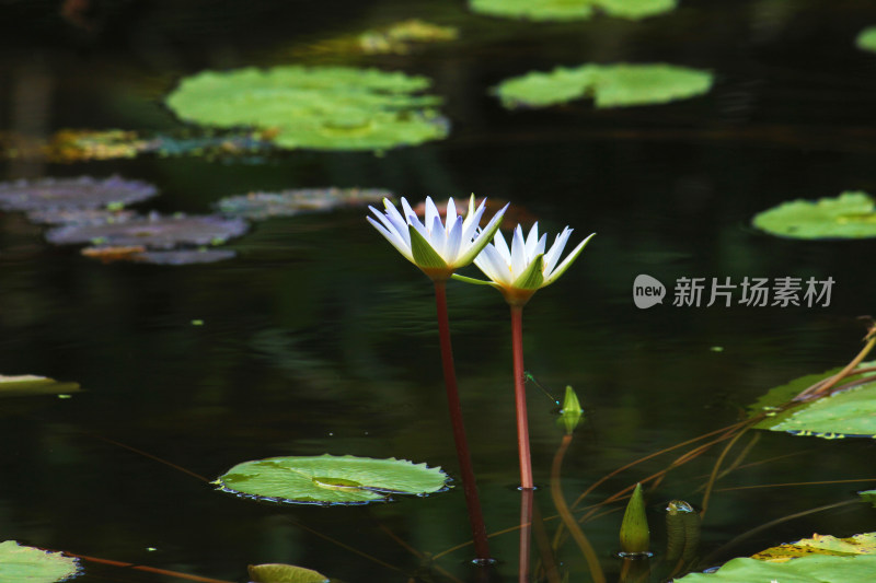 水中盛开的莲花