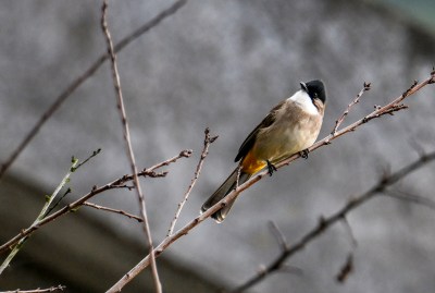 重庆酉阳：冬日花红 鸟儿‘缀’美