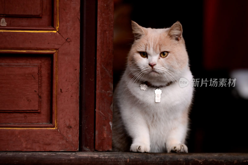 财神庙招财猫