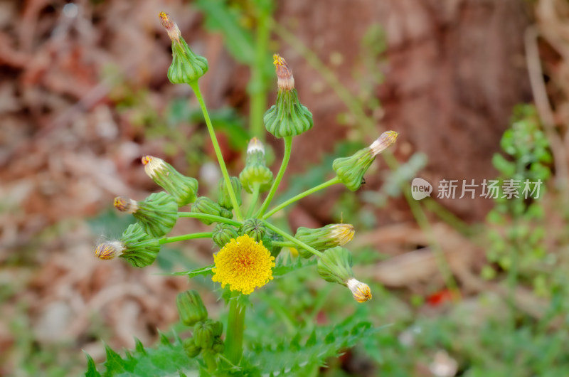 黄色野花微距特写