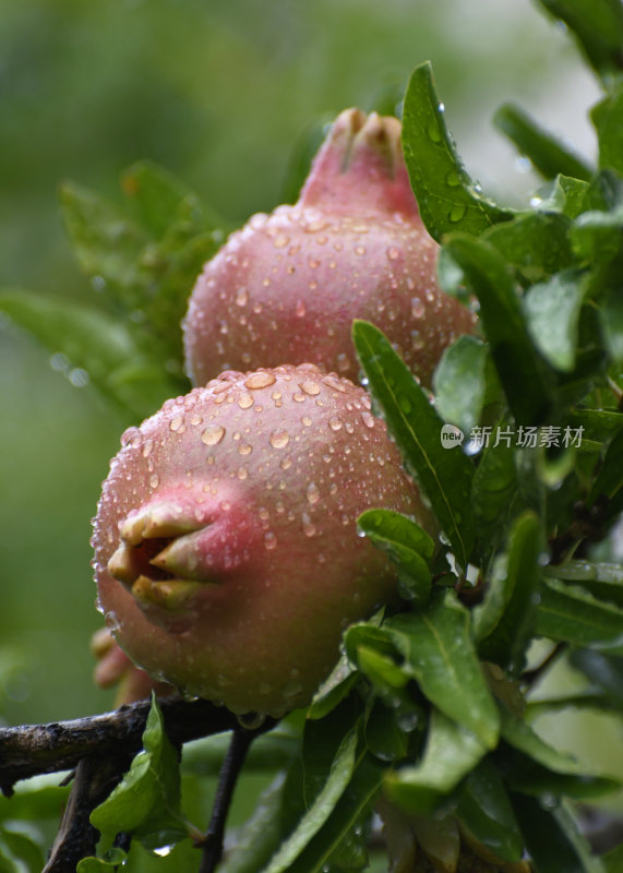 山东枣庄冠世榴园挂满雨珠的石榴幼果