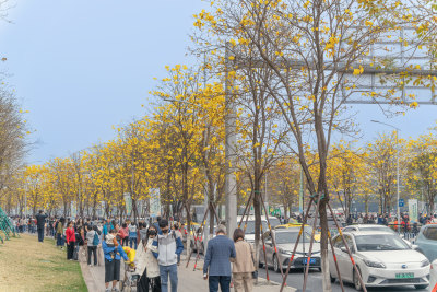 城市街道盛开黄花风铃木景象