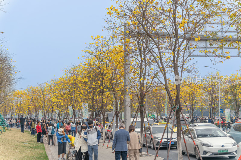 城市街道盛开黄花风铃木景象