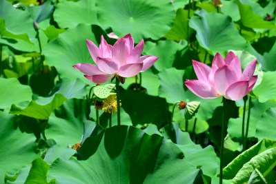 荷花荷叶池塘