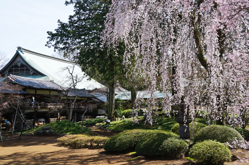 日本，川越喜多院，日式建筑与垂枝樱