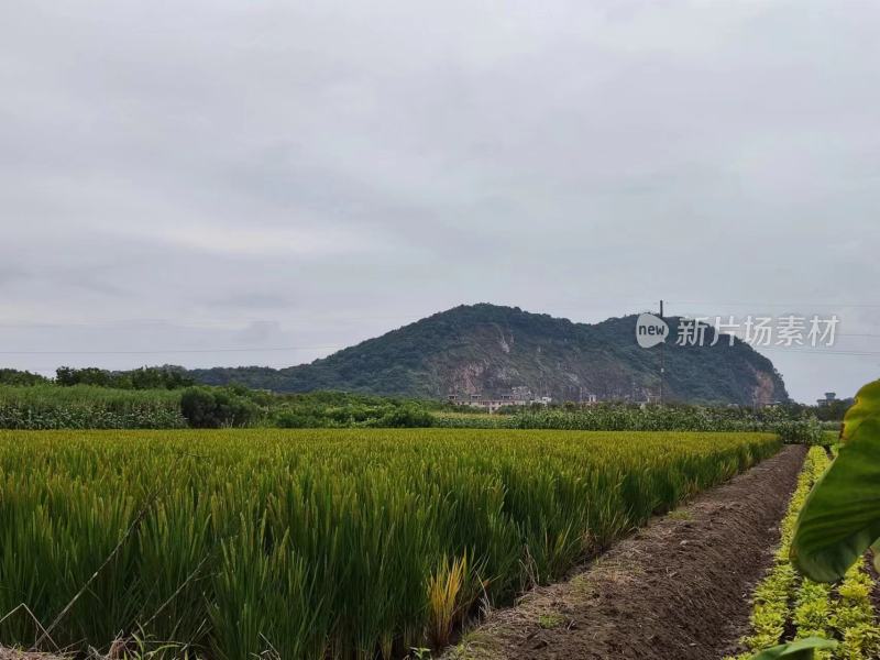 山脚下绿意盎然的农田景观