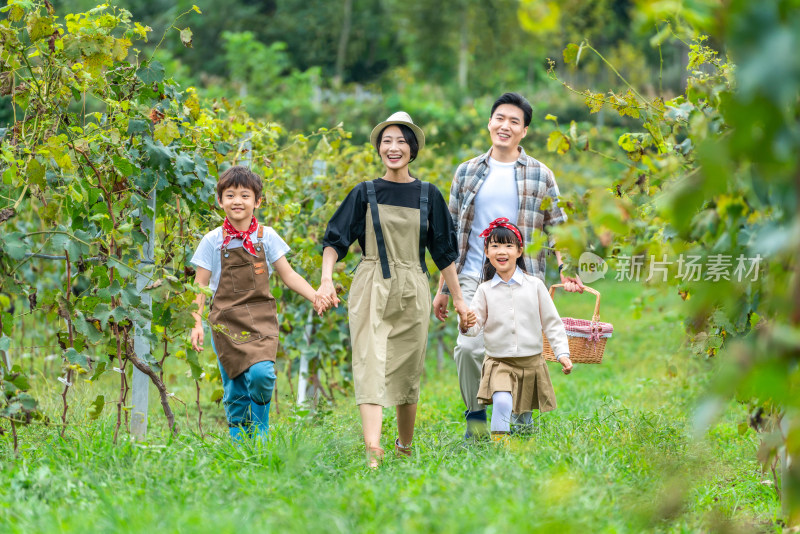 年轻家庭在果园采摘葡萄