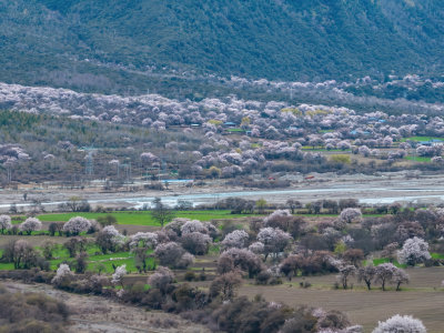 西藏林芝桃花节雪山下雅鲁藏布江风光航拍