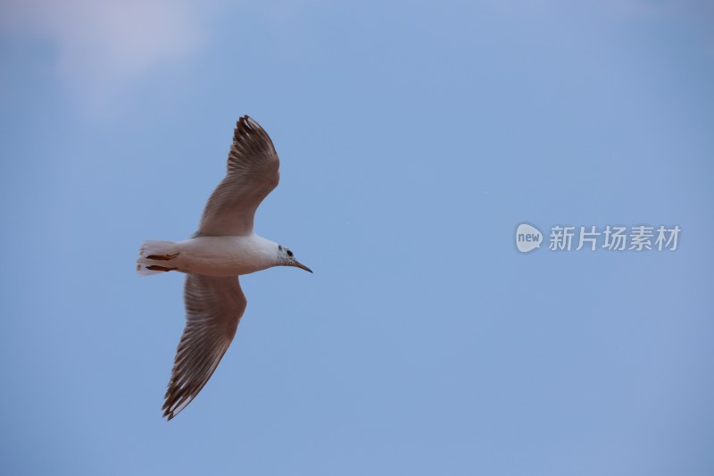 蓝天中飞翔的海鸥