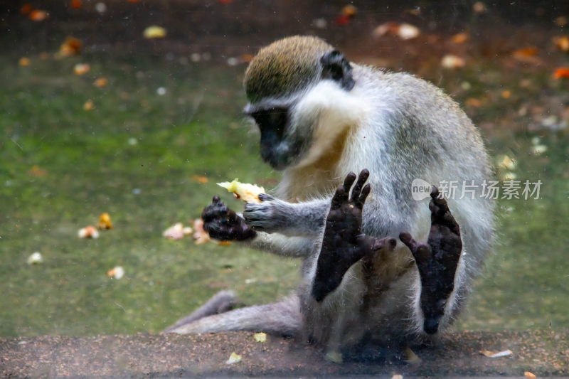 青腹绿猴进食哺乳动物