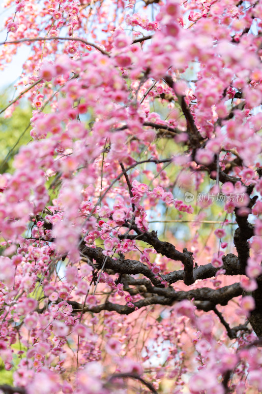 春天梅花龙梅树开花了