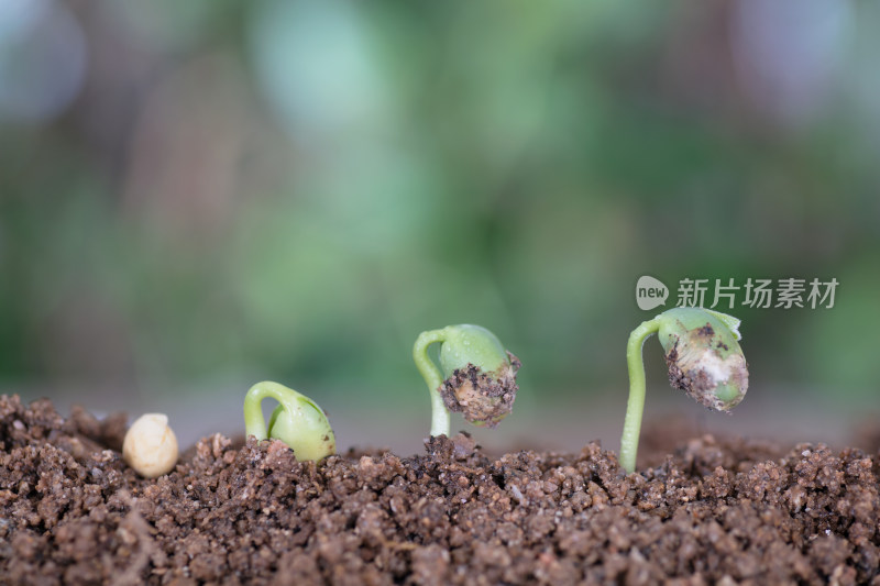 一粒黄豆种子逐渐生长发芽的过程