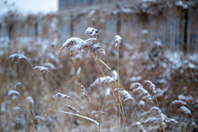 冬日雪花落在芦苇上照片