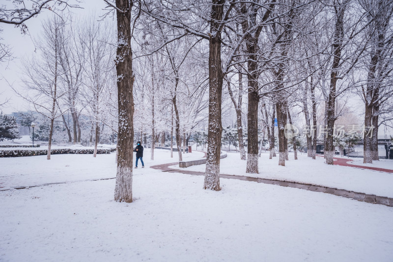 下雪了城市公园自然风景