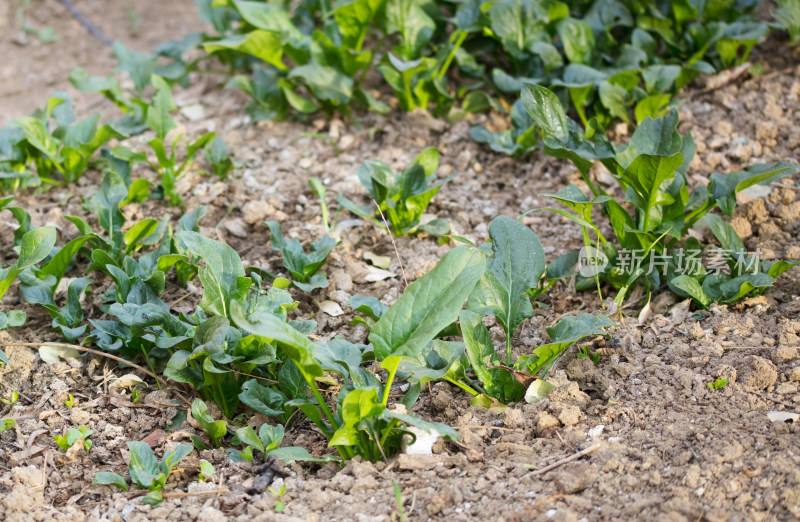 春季菜园子里种植的菠菜特写