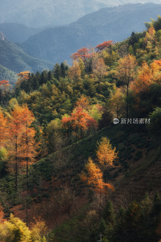 杭州临安大鱼线龙门秘境金钱松红枫秋色