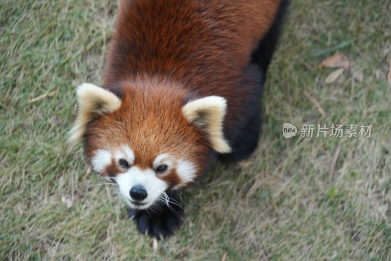 小熊猫在草地行走背影