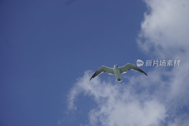 蓝天中飞翔的海鸥