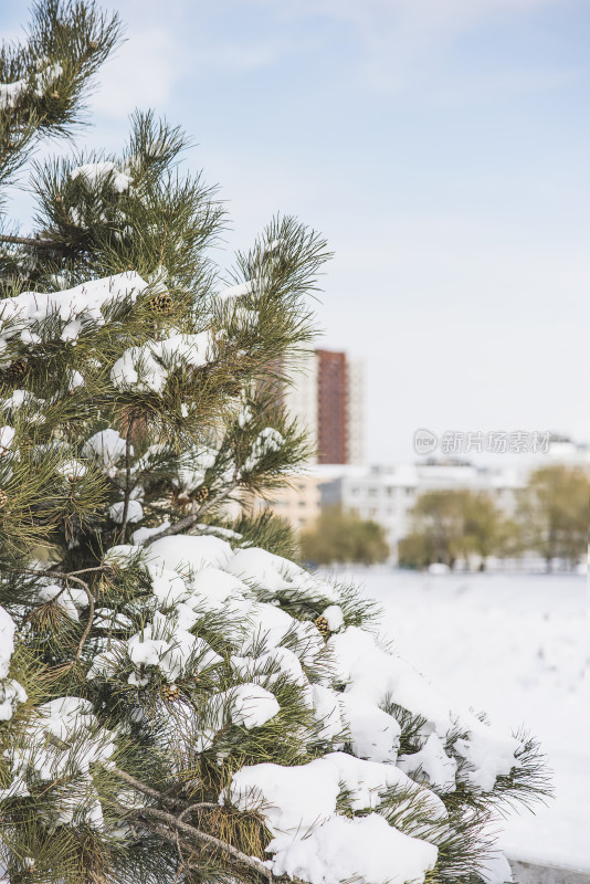 冬天河边挂满积雪的松树