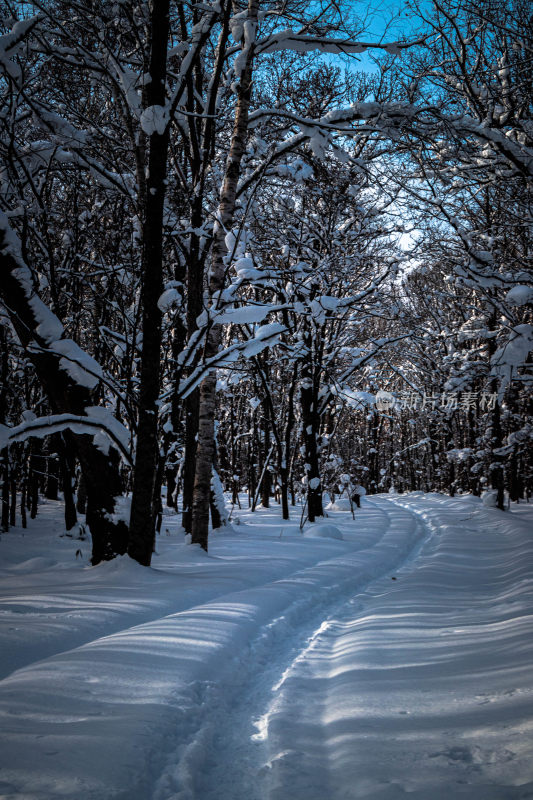 积雪覆盖的林间小路冬日景象