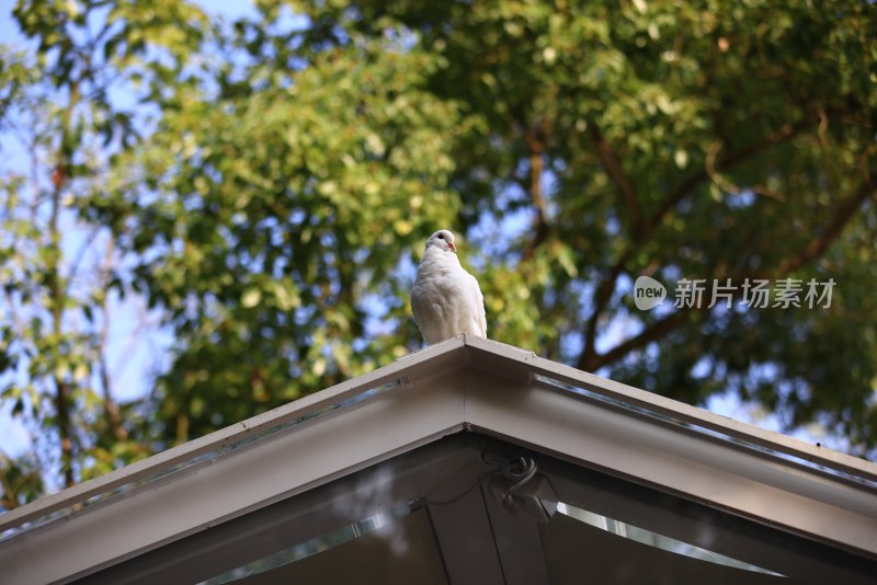 一只屋顶上的鸽子