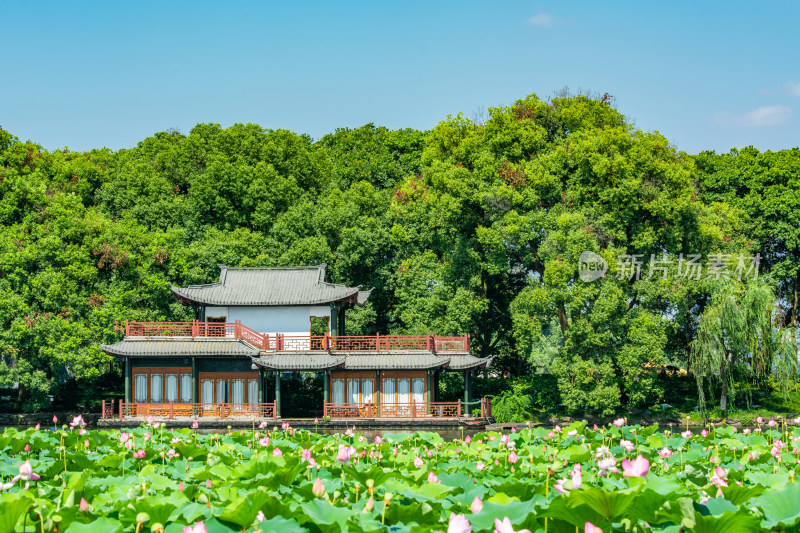 杭州西湖夏天风光