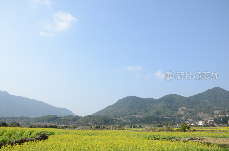 春天盛开的油菜花田