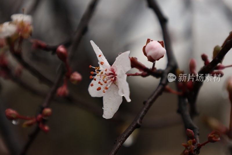 带水珠的绽放花卉特写