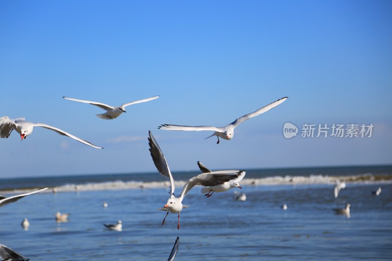 海面上飞翔的海鸥