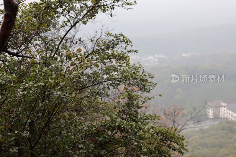 山林间树木与远处建筑景观