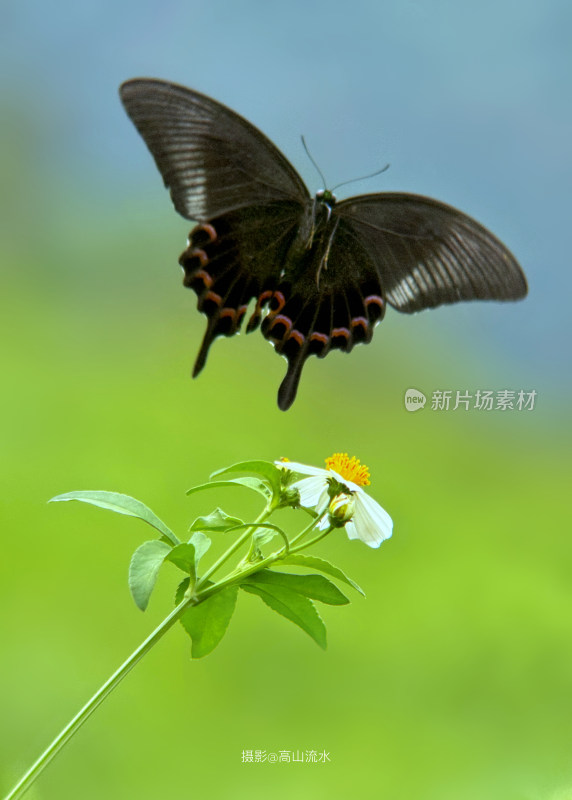 蝴蝶飞舞闹新春