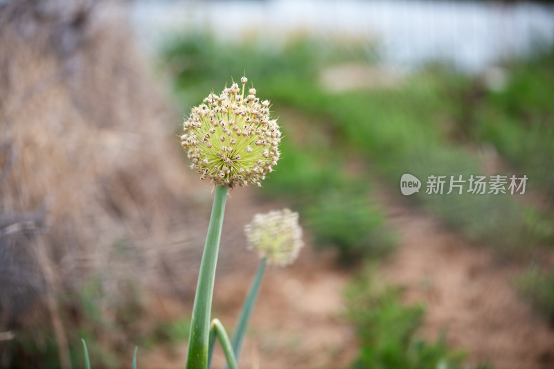 成熟的大葱种子特写