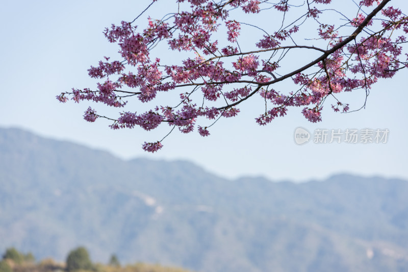 樱花盛开