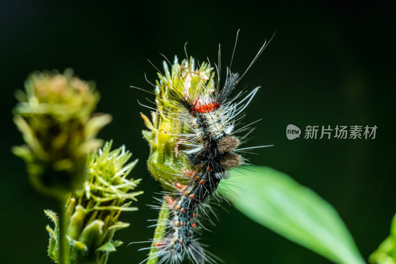 植物上的毛虫微距特写镜头