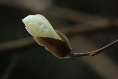 白色玉兰花开