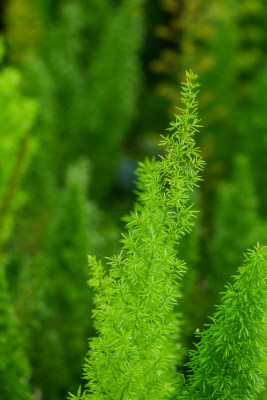 小区园林绿化植物