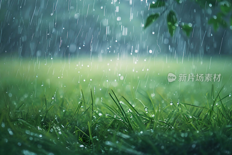 自然风景植物背景雨水