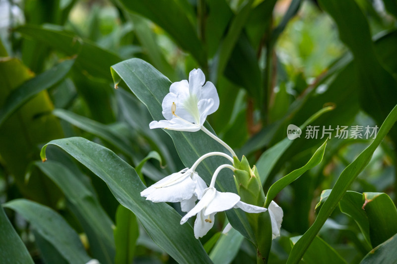 草药园区种植着的姜花