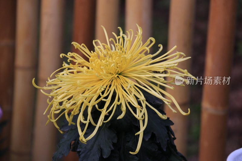 黄色菊花 丝状菊花 金丝菊花 