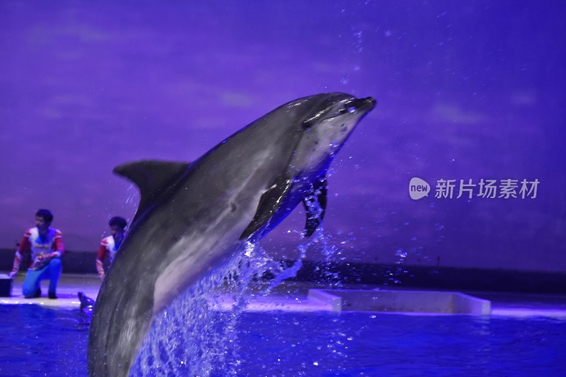 海豚表演瞬间