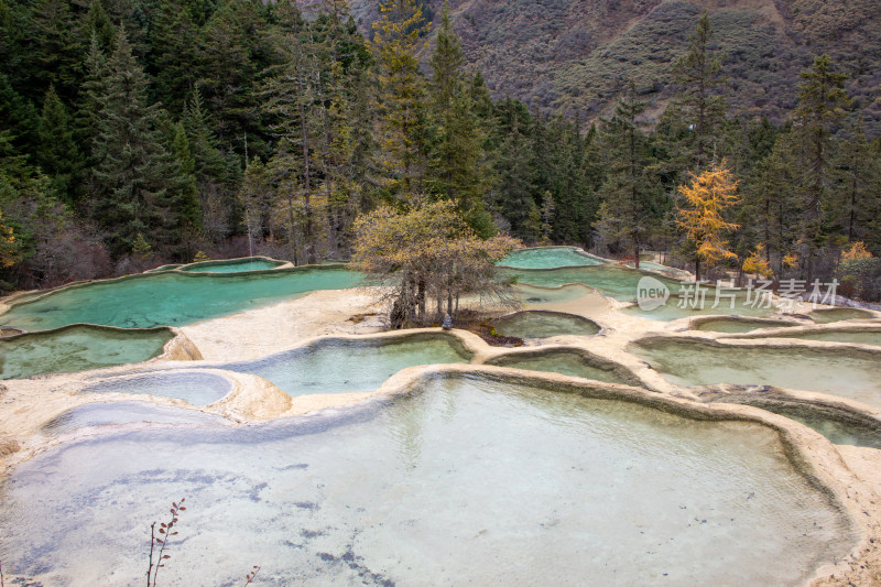 四川阿坝黄龙景区钙华彩池和秋日松林