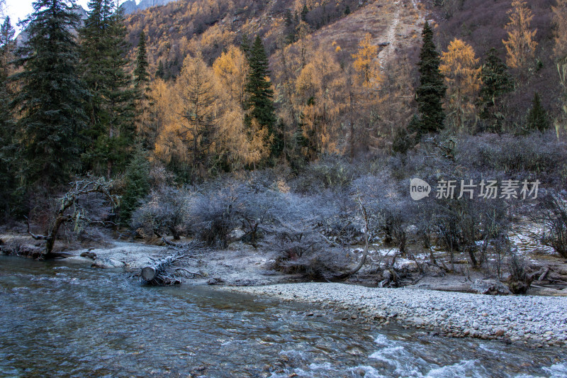 四姑娘山双桥沟景区初冬山林溪流