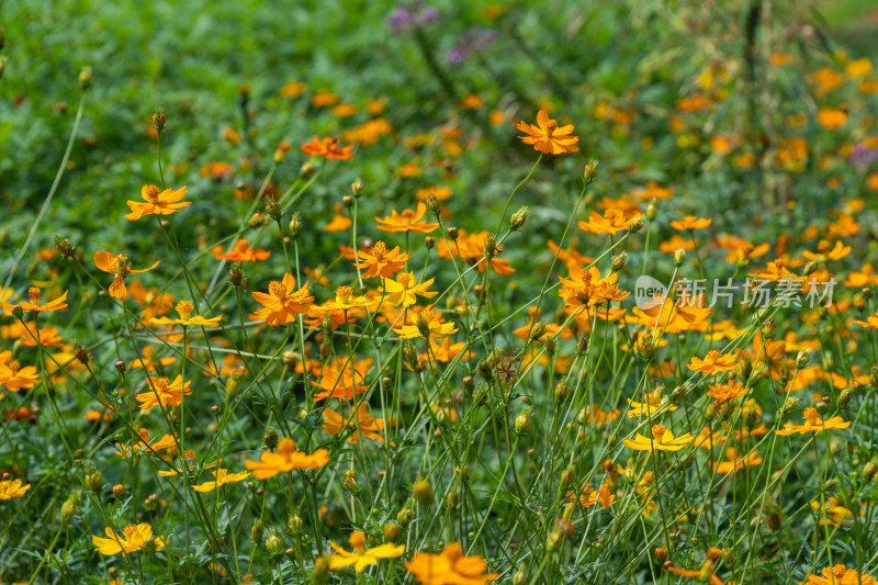 田野上一片的硫黄菊花