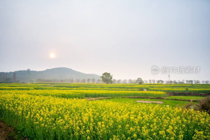 武汉东湖油菜花花海