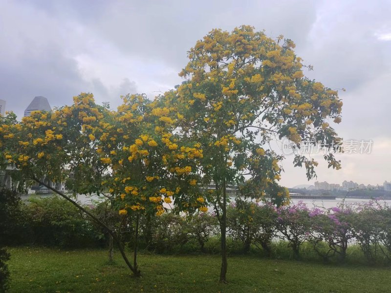 盛开着黄色花朵的树木风景图