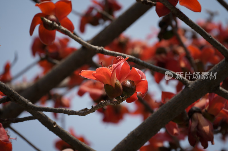 盛开的木棉花