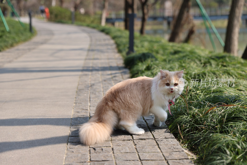 一只在路上行走的英国长毛猫
